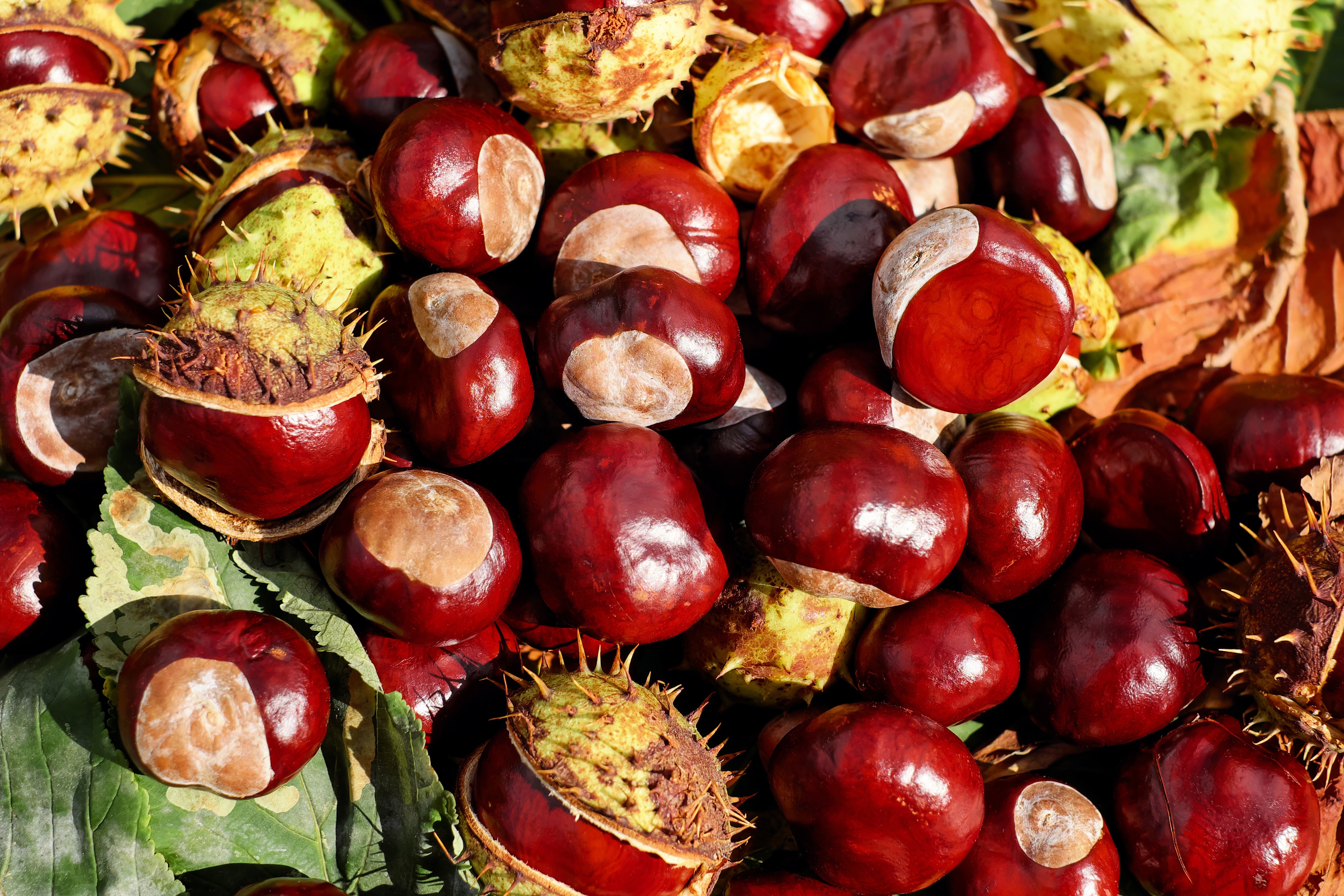 red round fruit