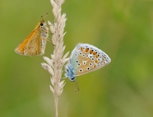common blue butterfly thumbnail