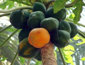 papaya plant with one ripe fruit thumbnail