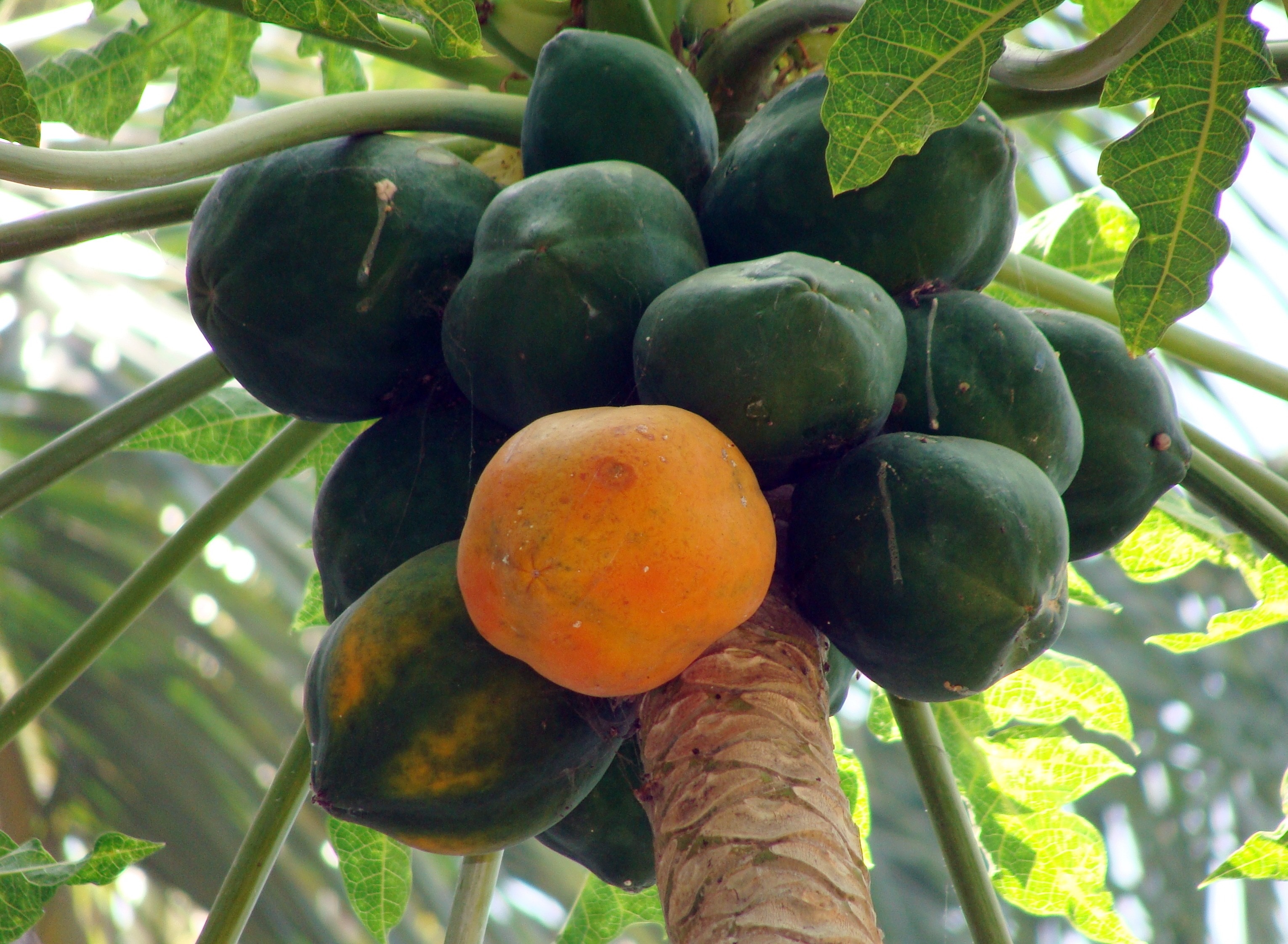 papaya plant with one ripe fruit