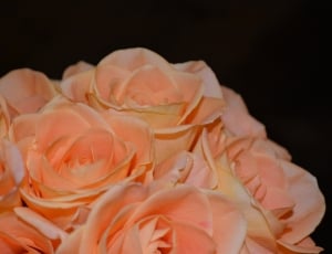 peach rose arrangement thumbnail