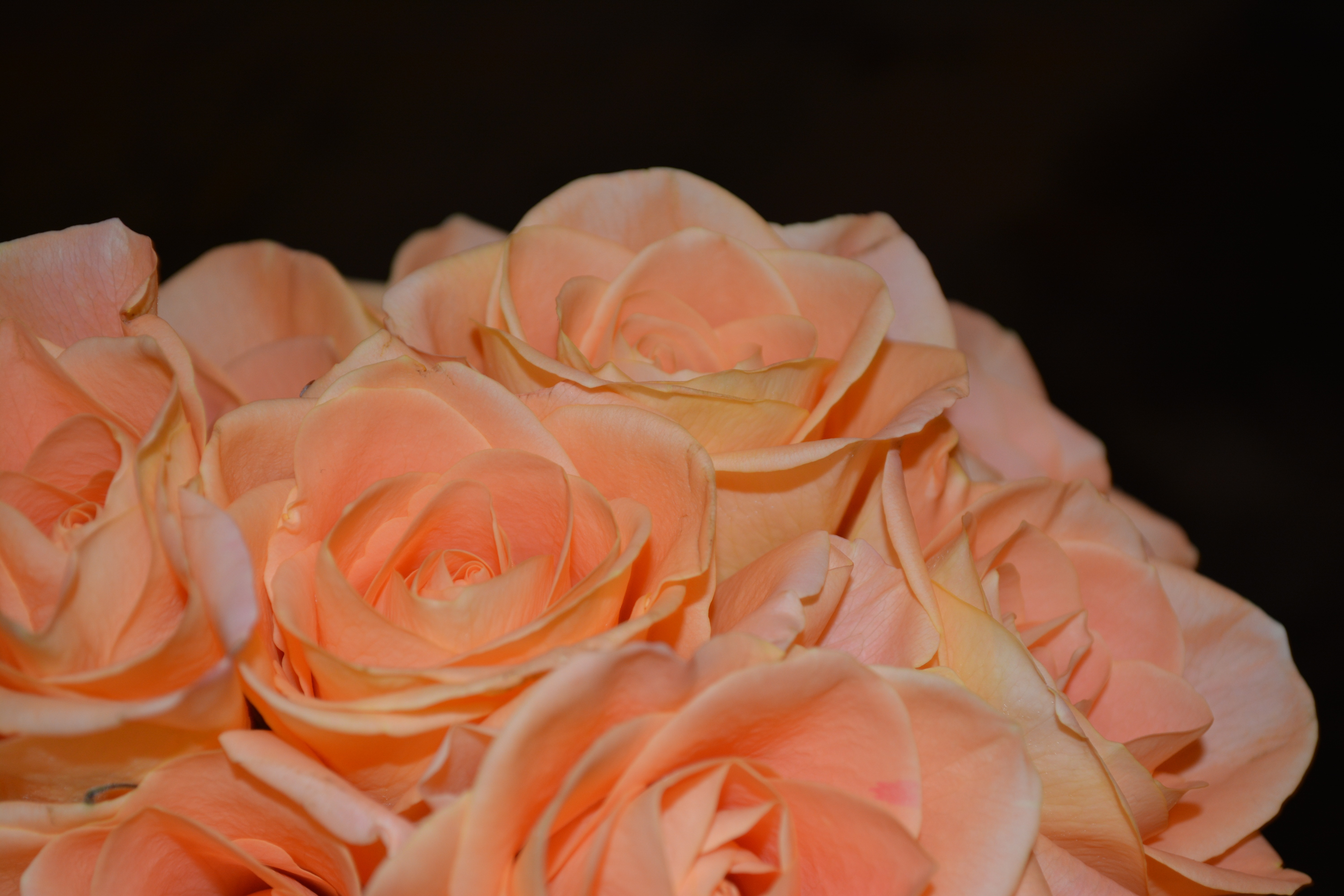 peach rose arrangement