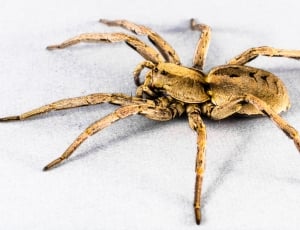 Arachnid, Insect, Close, Spider, no people, animal wildlife thumbnail
