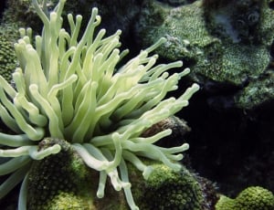 green coral thumbnail