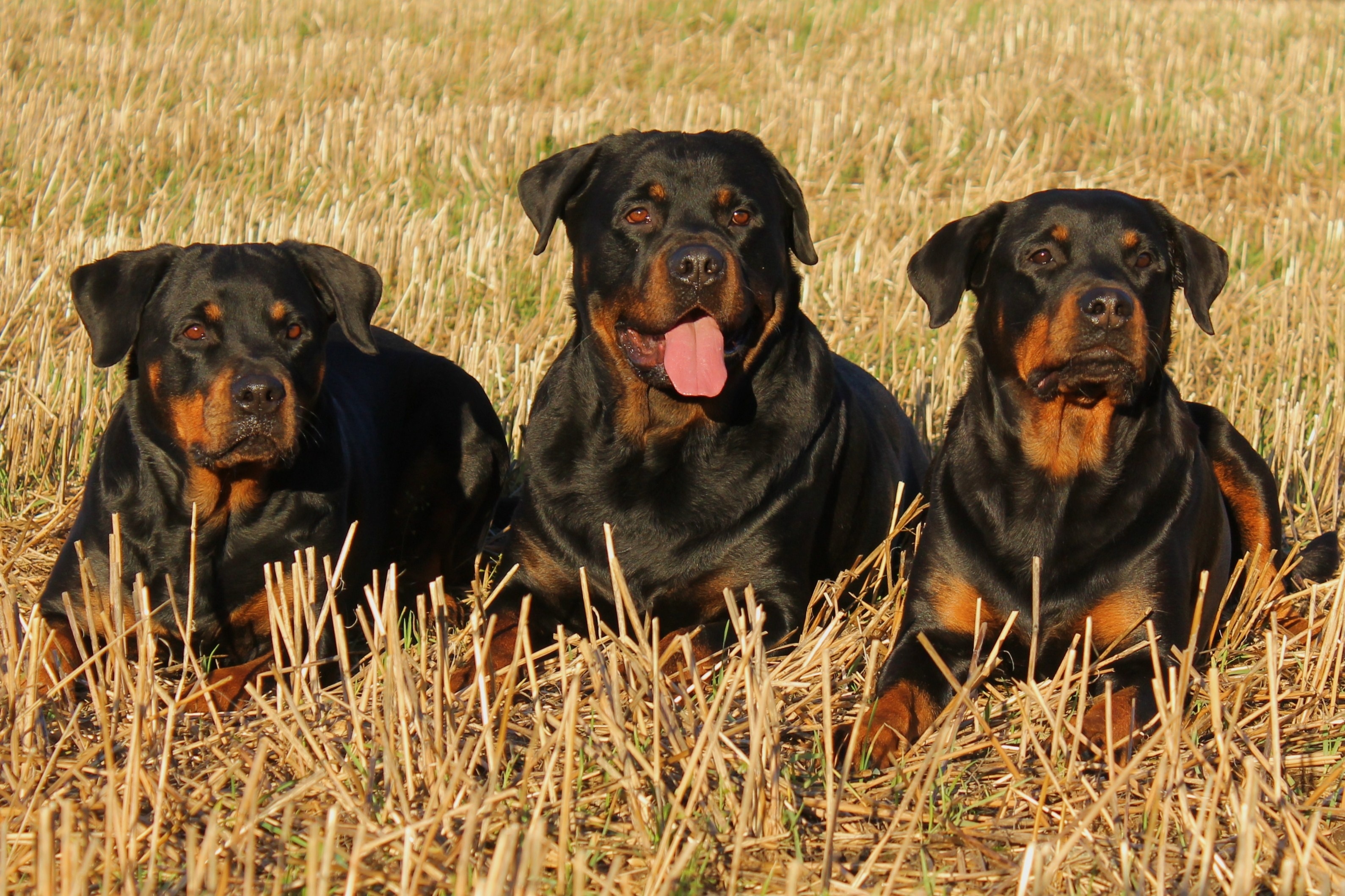 three black and brown rottweiler