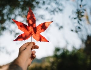 person holding leaf during day time thumbnail