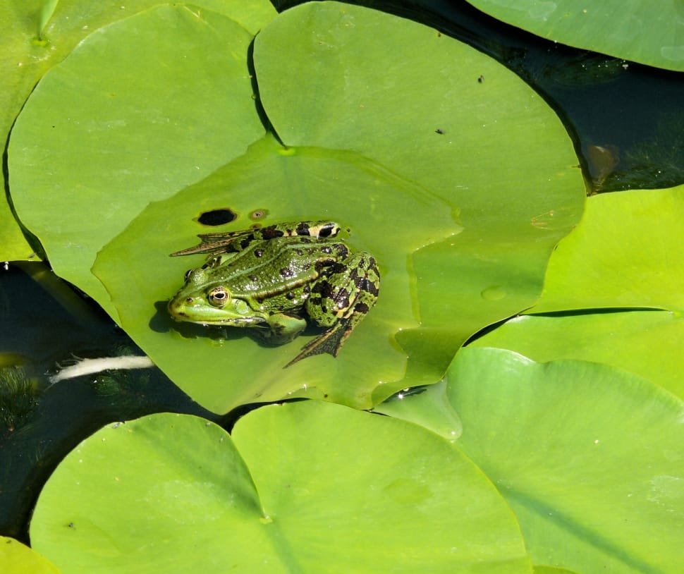 Lily Leaf, Croak, Pond, Green, Frog, one animal, animal themes preview