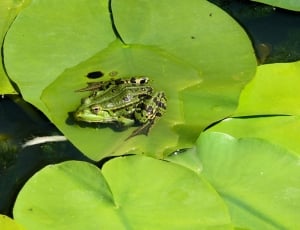 Lily Leaf, Croak, Pond, Green, Frog, one animal, animal themes thumbnail