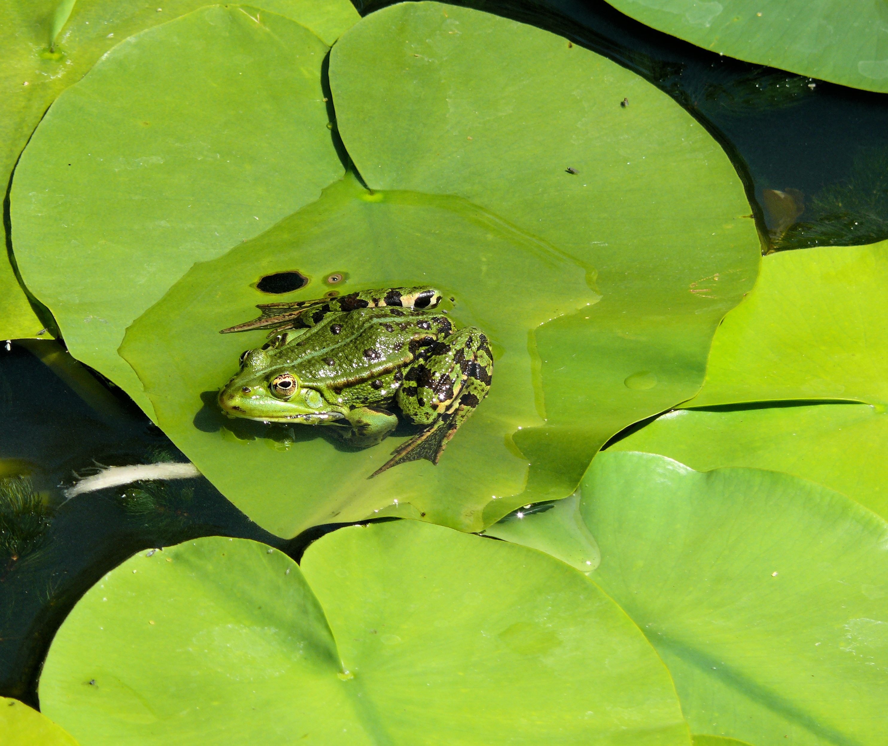 Lily Leaf, Croak, Pond, Green, Frog, one animal, animal themes