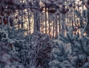 snow on forest terrain thumbnail