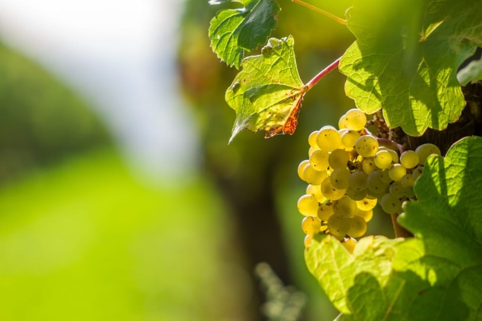 Vine, Grapevine, Berry, Grape, leaf, growth preview