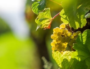 Vine, Grapevine, Berry, Grape, leaf, growth thumbnail