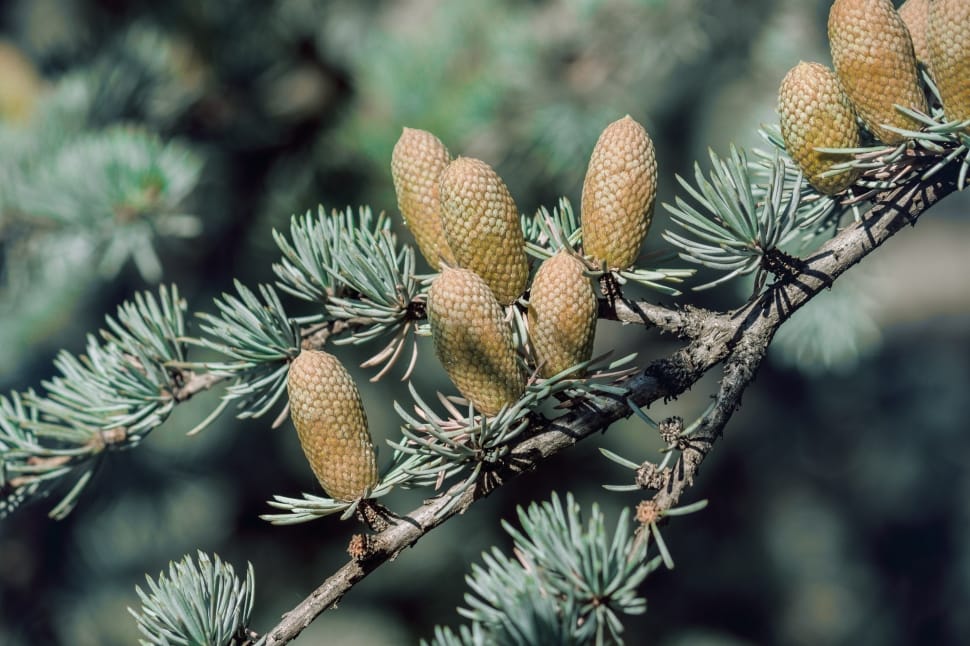 pinecone lot preview