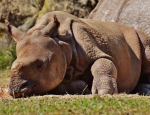 brown rhinoceros thumbnail