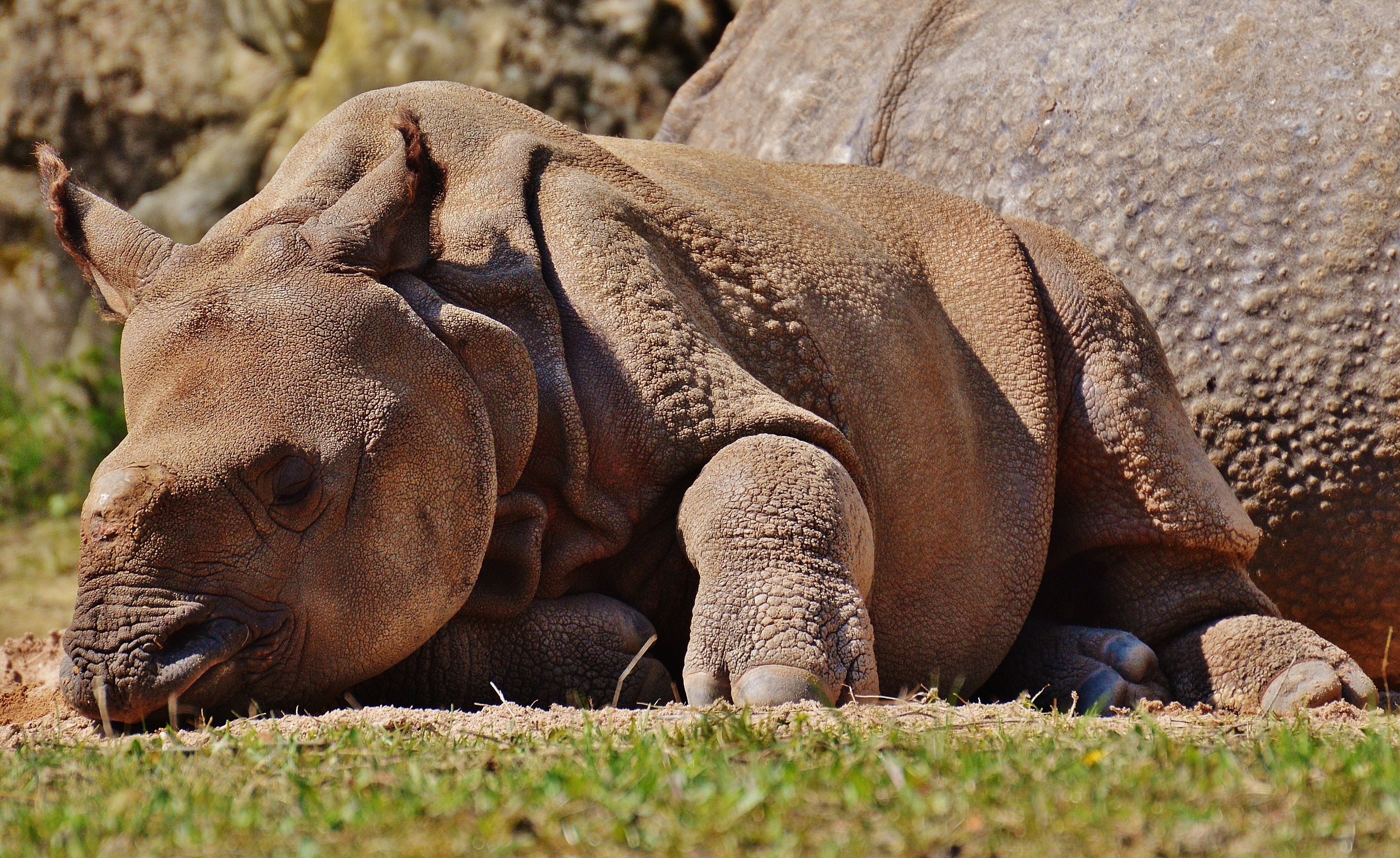 brown rhinoceros