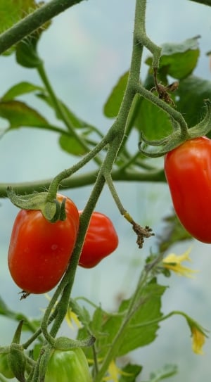 Green, Tomatoes, Colors, Greenhouse, red, tomato thumbnail