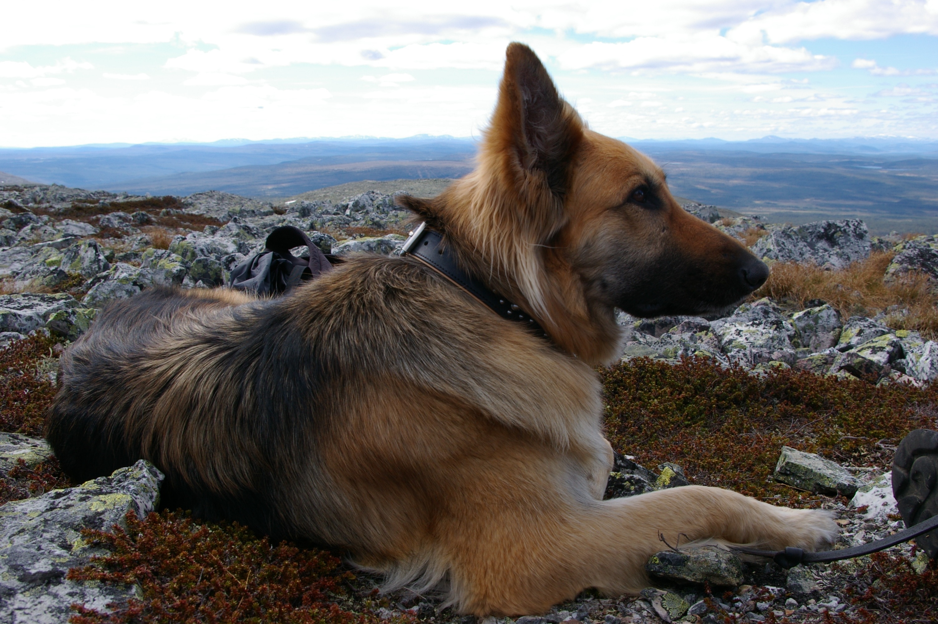 black and tan german shepherd dog