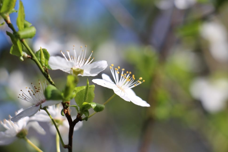 white clustered petal flower preview