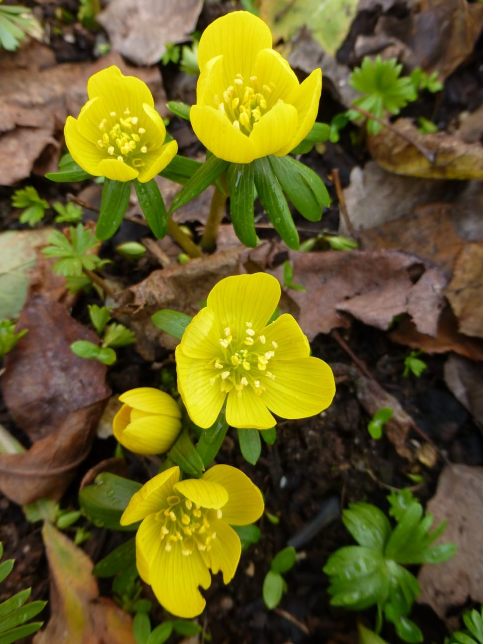 yellow winter aconite preview