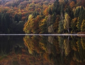 reflection of green and brown leaf trees in body of water thumbnail