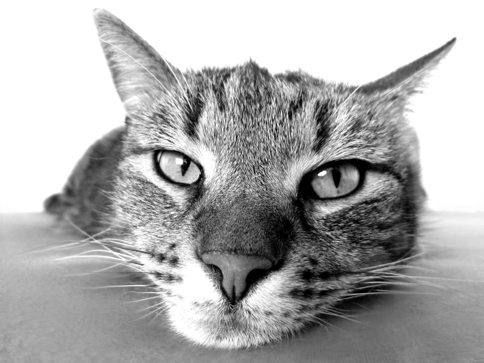 grayscale photo of cat preview