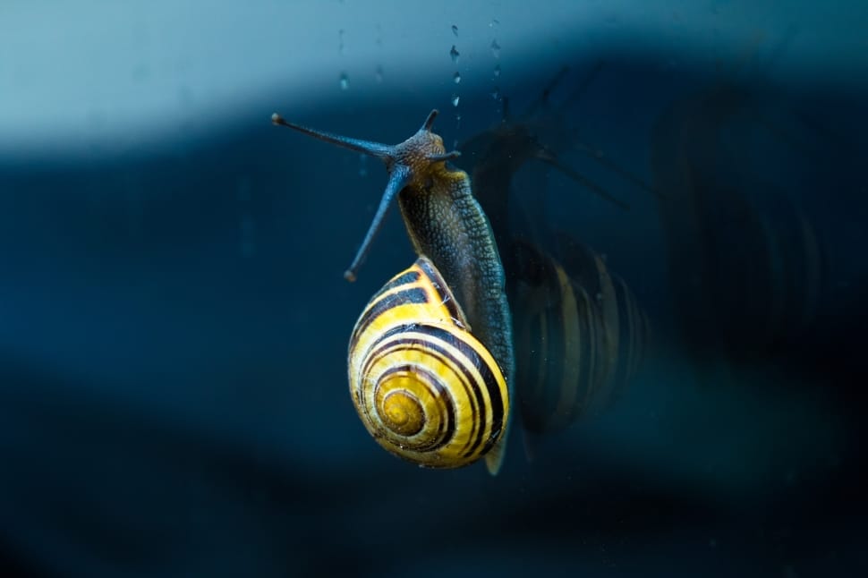 yellow and black garden snail preview