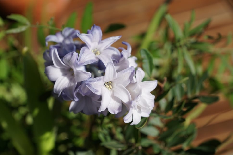 photo of white-and-purple flowers preview