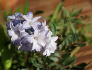 photo of white-and-purple flowers thumbnail
