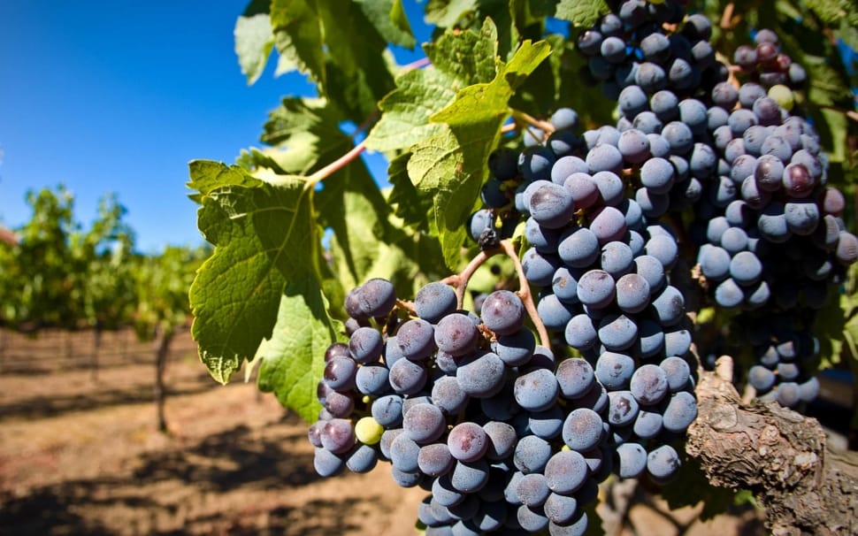 Wine, Planting, Grape, Fruit, Purple, fruit, grape preview