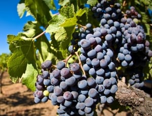 Wine, Planting, Grape, Fruit, Purple, fruit, grape thumbnail