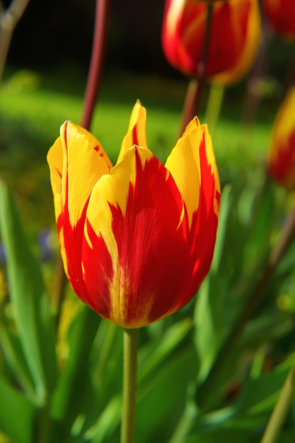 red and yellow tulip preview