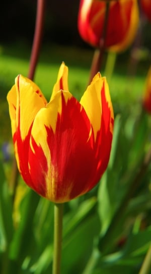 red and yellow tulip thumbnail