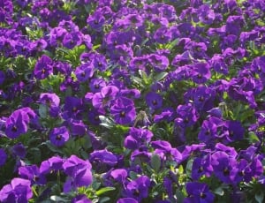 violet flower thumbnail