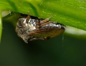 brown and grey cicada thumbnail