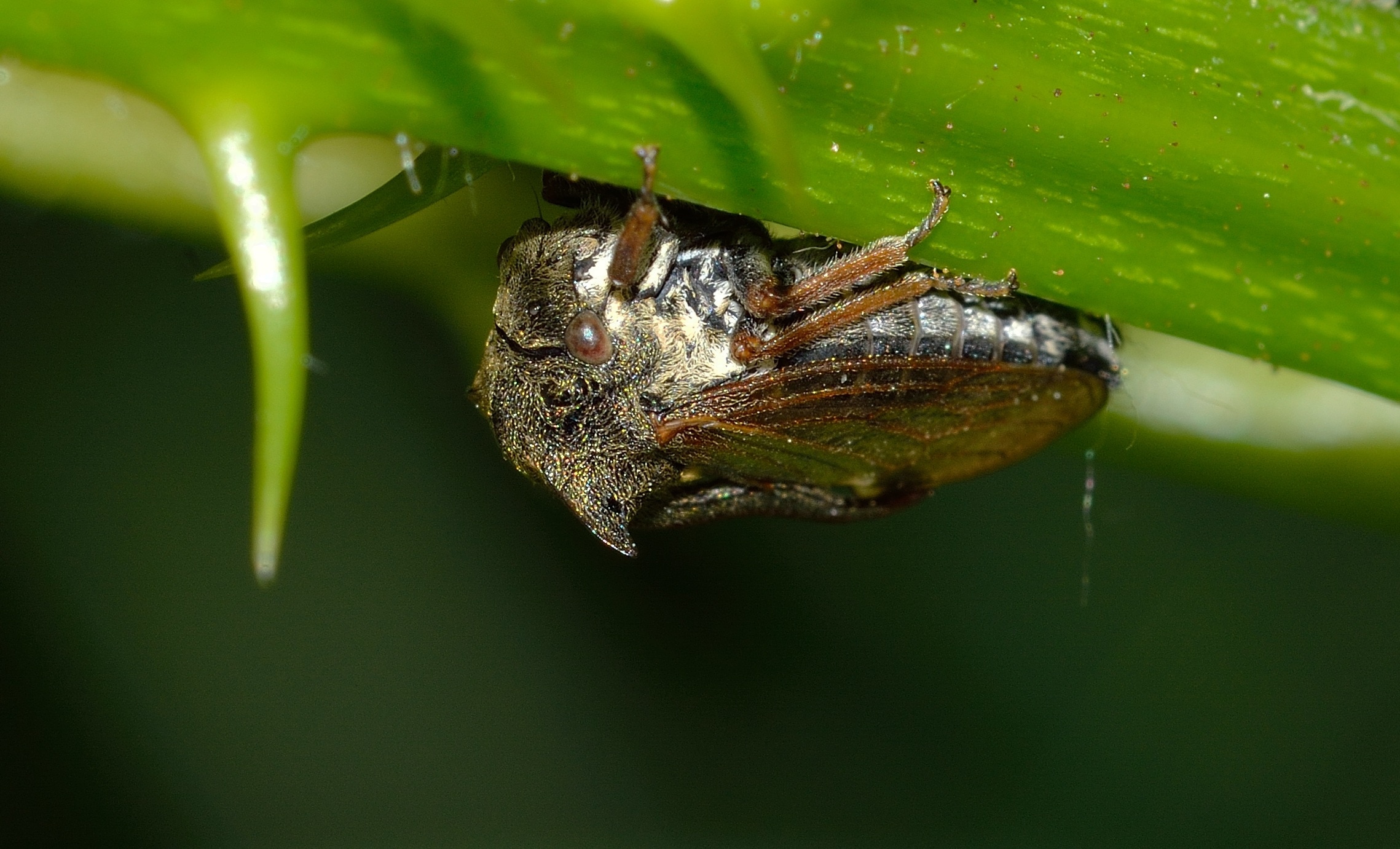 brown and grey cicada