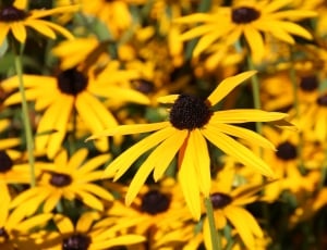 close up shot of yellow petal flower thumbnail