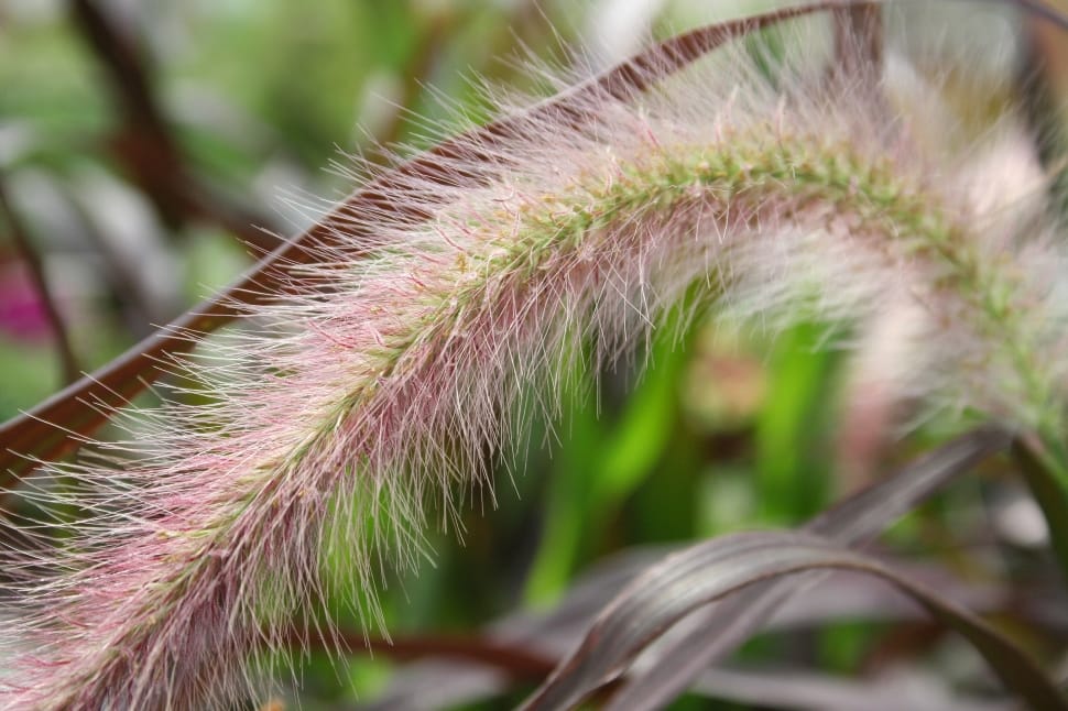 brown fountain grass preview
