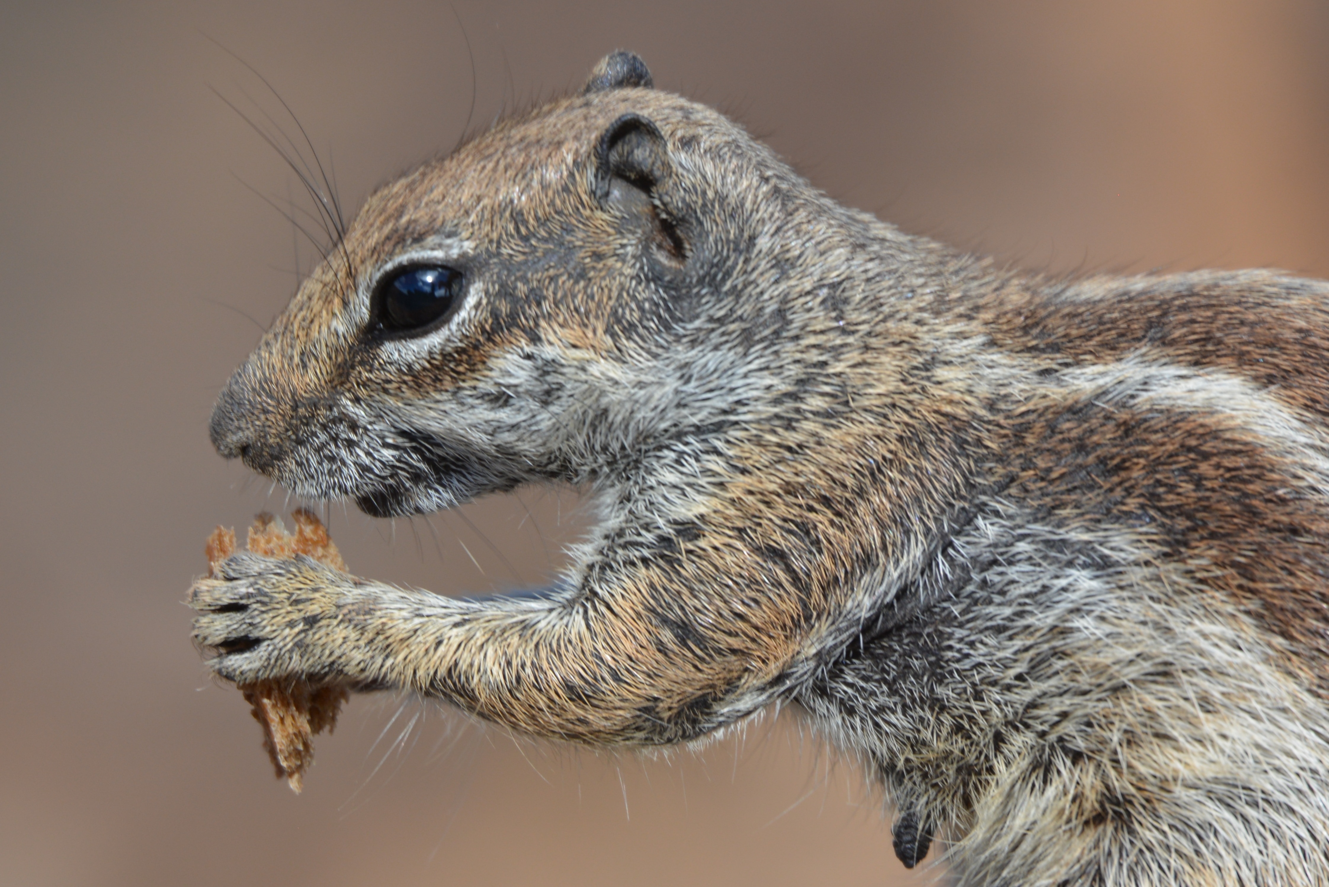 gray and brown squirrel