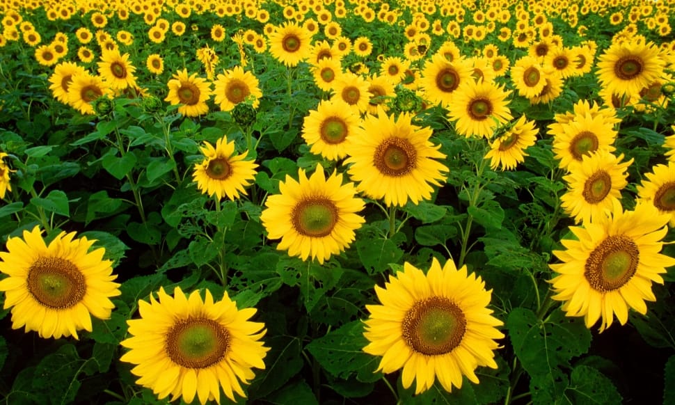 Sunflowers, Yellow, Helianthus, Flowers, flower, yellow preview