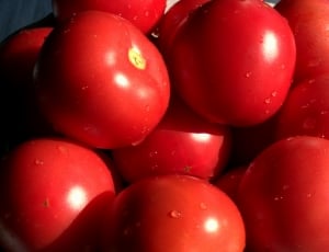 Juicy, Mature, Healthy, Red, Tomatoes, red, food and drink thumbnail