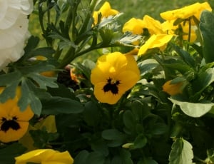 Flower, Yellow, Yellow Flower, Nature, flower, yellow thumbnail
