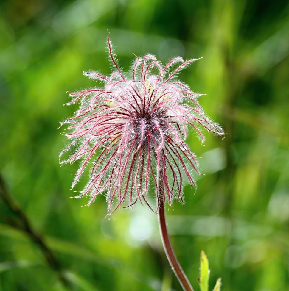 pasqueflower seed head preview