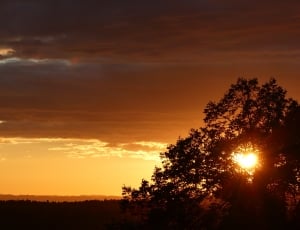 silhouette of tree during sun set thumbnail