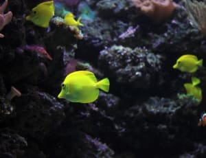 green pet fish thumbnail