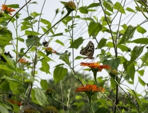 white and black butterfly and red and yellow flowers thumbnail