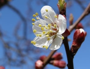 white fruit blossom thumbnail