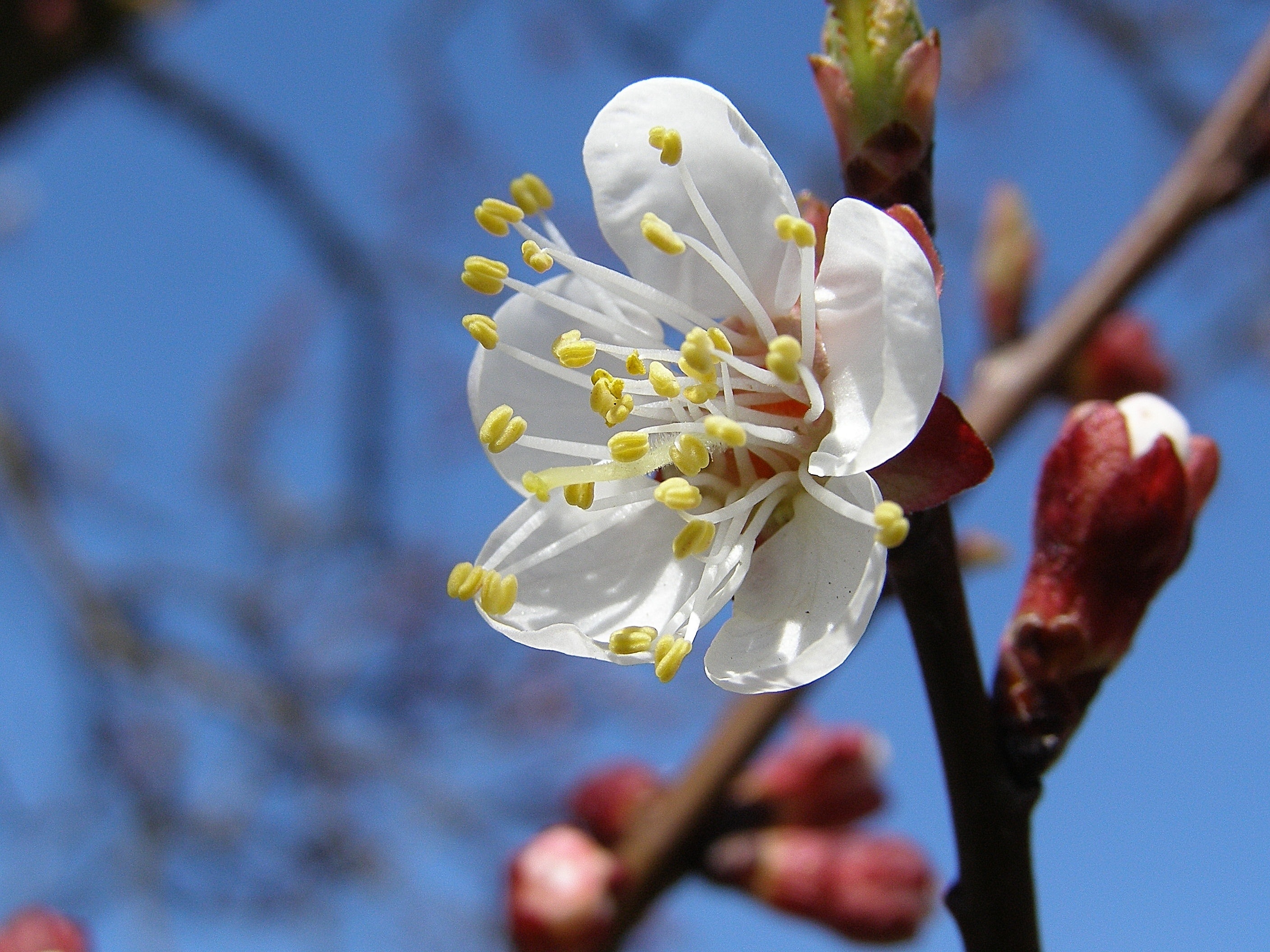 white fruit blossom