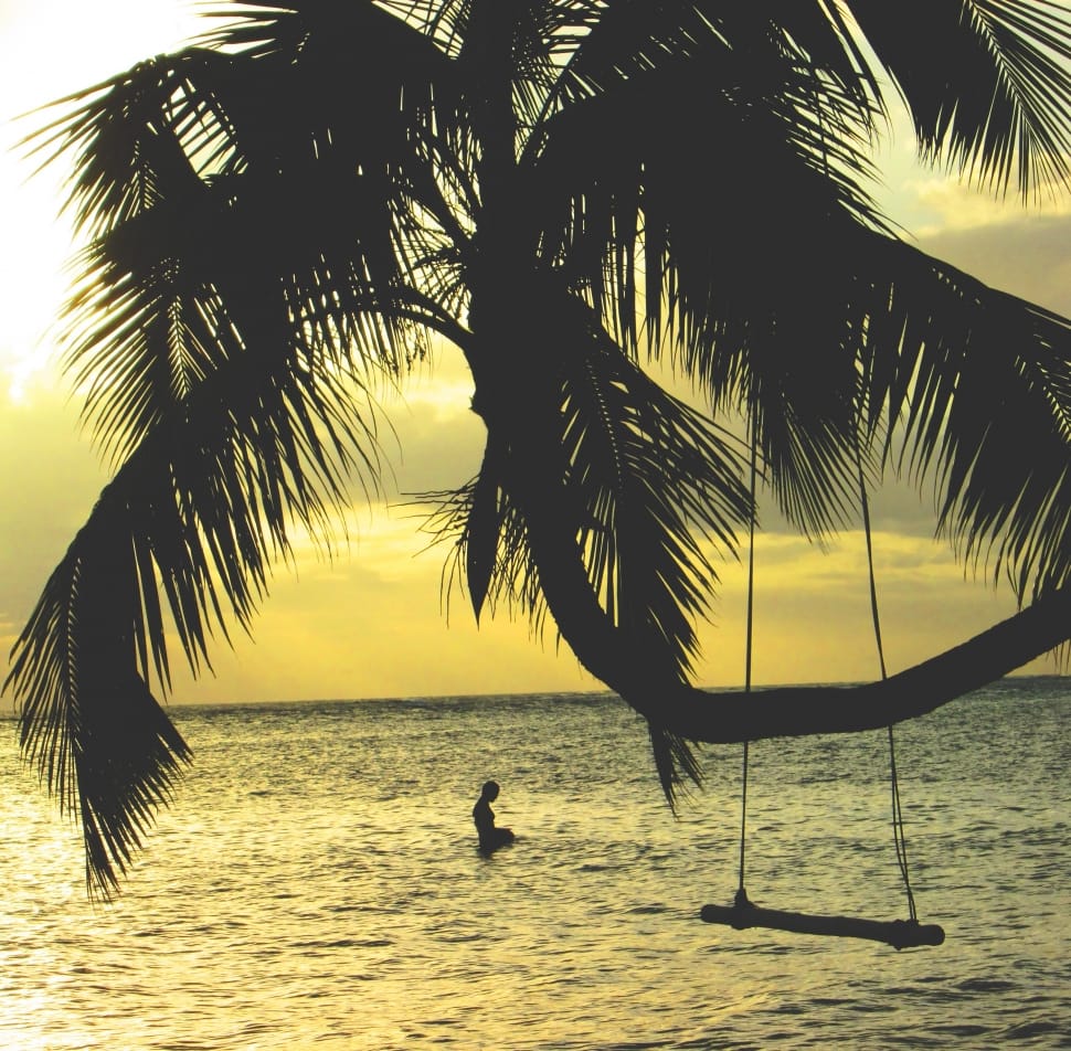 silhouette of palm tree preview