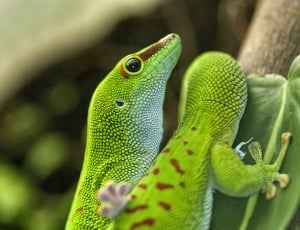 two lizards in green leaf thumbnail
