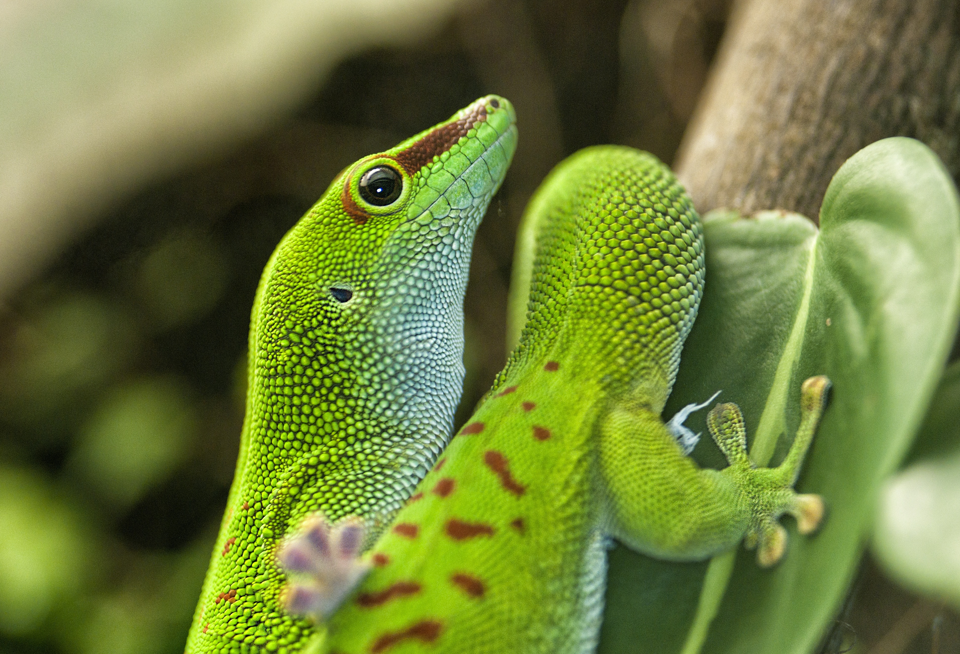 two lizards in green leaf